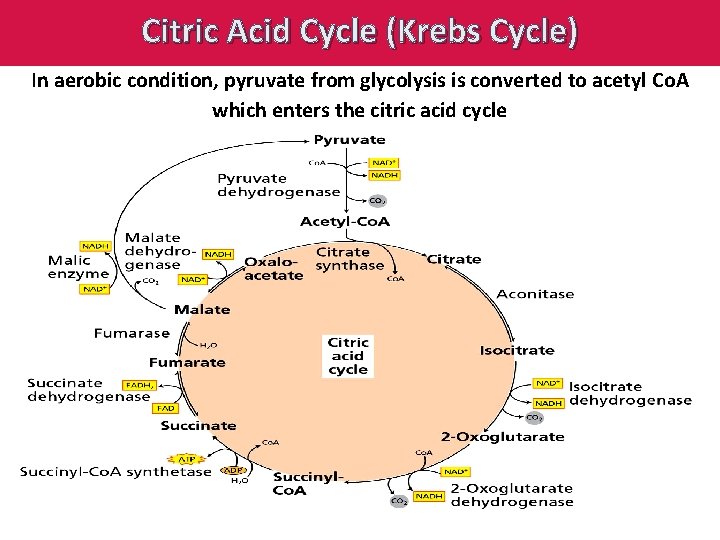 Citric Acid Cycle (Krebs Cycle) In aerobic condition, pyruvate from glycolysis is converted to