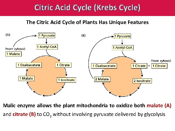 Citric Acid Cycle (Krebs Cycle) The Citric Acid Cycle of Plants Has Unique Features