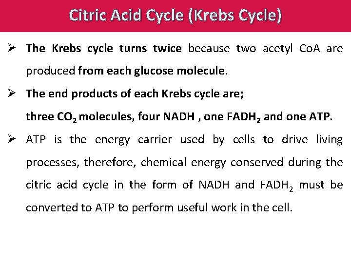 Citric Acid Cycle (Krebs Cycle) Ø The Krebs cycle turns twice because two acetyl