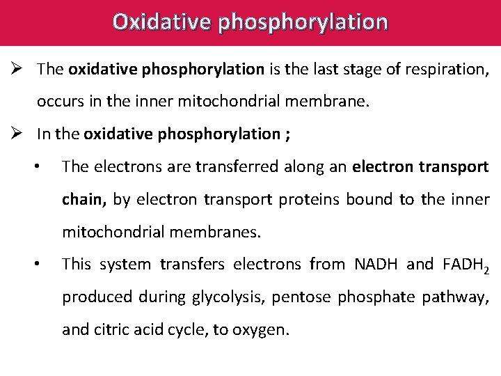 Oxidative phosphorylation Ø The oxidative phosphorylation is the last stage of respiration, occurs in