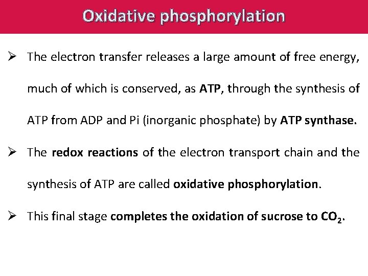 Oxidative phosphorylation Ø The electron transfer releases a large amount of free energy, much