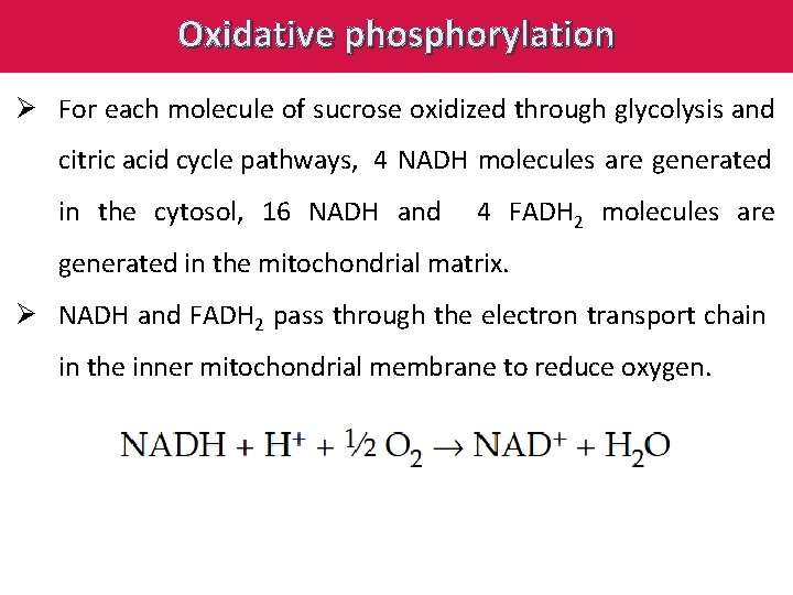 Oxidative phosphorylation Ø For each molecule of sucrose oxidized through glycolysis and citric acid