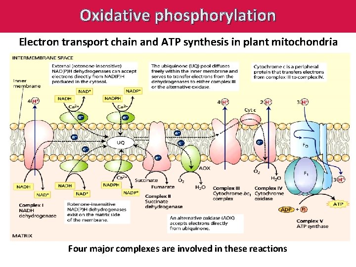 Oxidative phosphorylation Electron transport chain and ATP synthesis in plant mitochondria Four major complexes