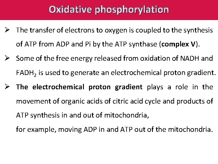 Oxidative phosphorylation Ø The transfer of electrons to oxygen is coupled to the synthesis