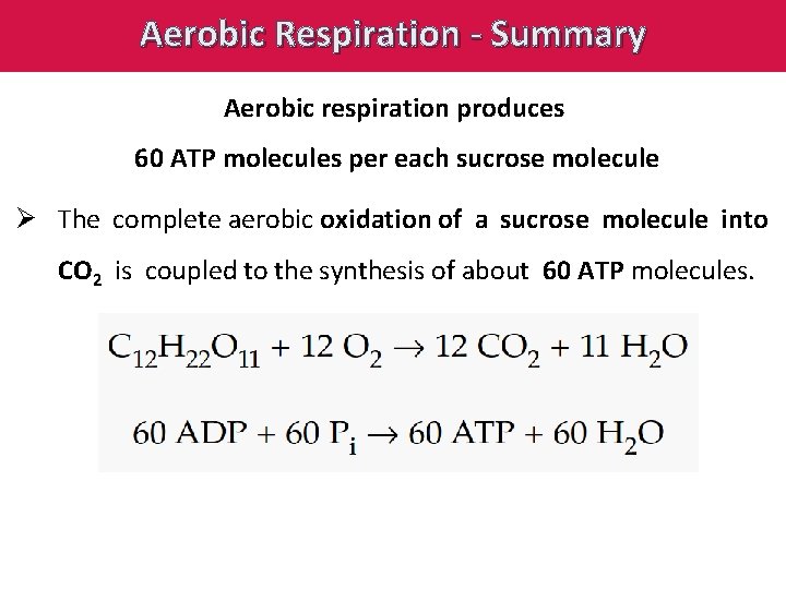 Aerobic Respiration - Summary Aerobic respiration produces 60 ATP molecules per each sucrose molecule