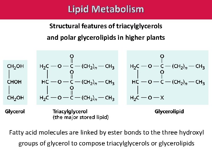 Lipid Metabolism Structural features of triacylglycerols and polar glycerolipids in higher plants Fatty acid