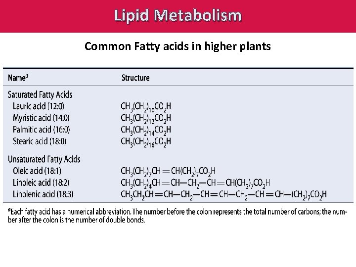 Lipid Metabolism Common Fatty acids in higher plants 