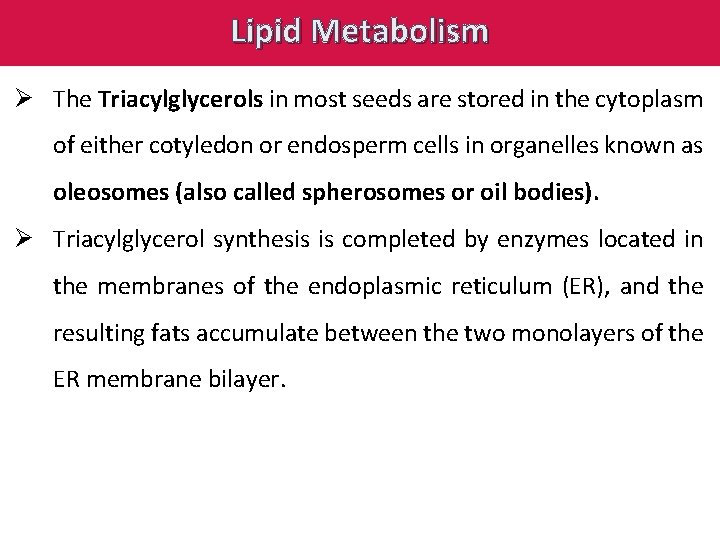 Lipid Metabolism Ø The Triacylglycerols in most seeds are stored in the cytoplasm of