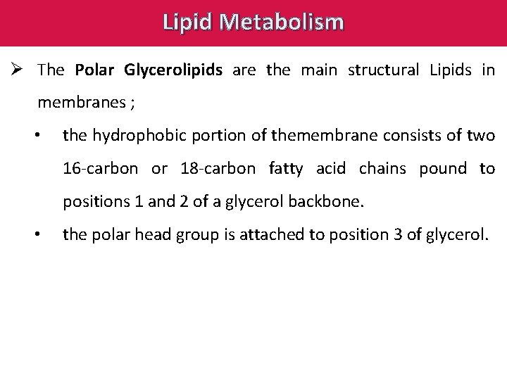 Lipid Metabolism Ø The Polar Glycerolipids are the main structural Lipids in membranes ;