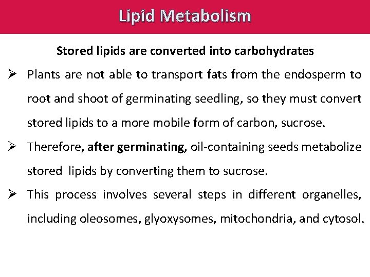 Lipid Metabolism Stored lipids are converted into carbohydrates Ø Plants are not able to