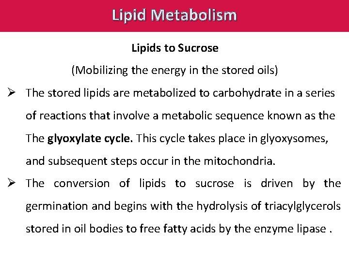 Lipid Metabolism Lipids to Sucrose (Mobilizing the energy in the stored oils) Ø The