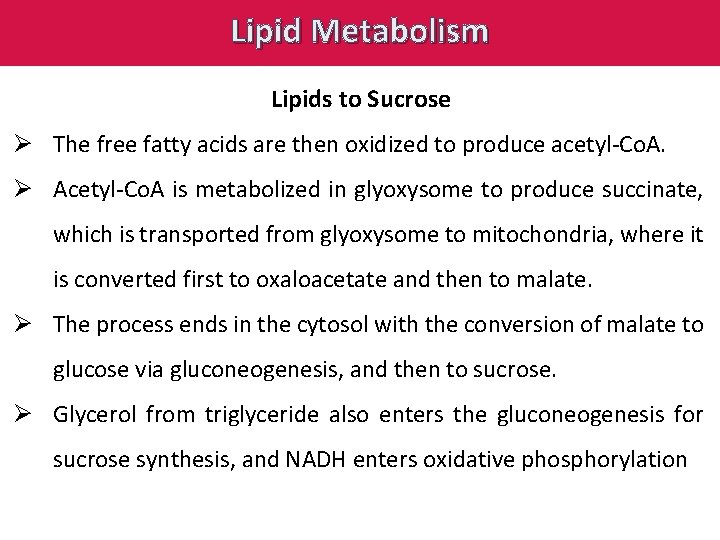Lipid Metabolism Lipids to Sucrose Ø The free fatty acids are then oxidized to