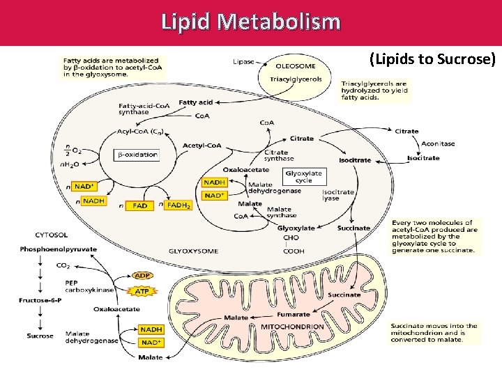 Lipid Metabolism (Lipids to Sucrose) 