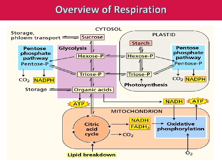 Overview of Respiration 