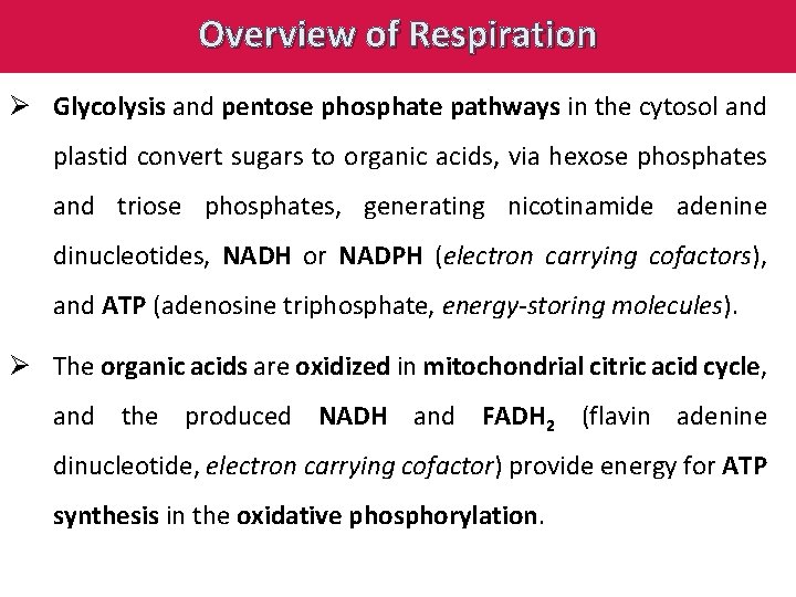 Overview of Respiration Ø Glycolysis and pentose phosphate pathways in the cytosol and plastid