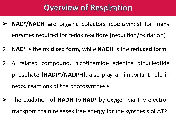 Overview of Respiration Ø NAD+/NADH are organic cofactors (coenzymes) for many enzymes required for