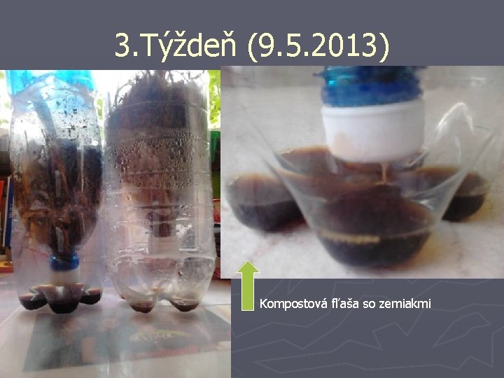 3. Týždeň (9. 5. 2013) Kompostová fľaša so zemiakmi 