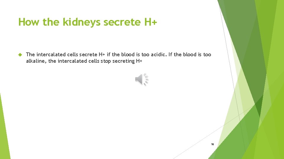 How the kidneys secrete H+ The intercalated cells secrete H+ if the blood is