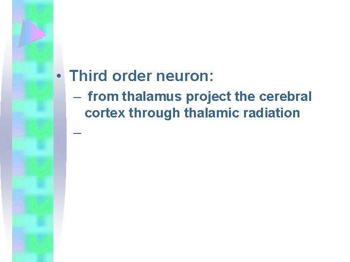  • Third order neuron: – from thalamus project the cerebral cortex through thalamic