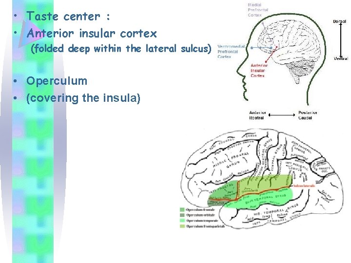  • Taste center : • Anterior insular cortex (folded deep within the lateral