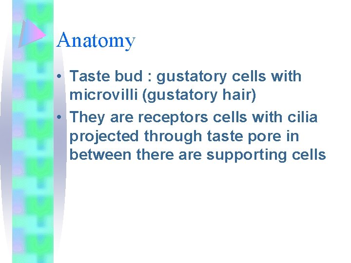 Anatomy • Taste bud : gustatory cells with microvilli (gustatory hair) • They are