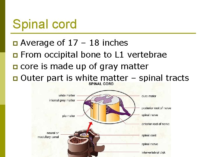 Spinal cord Average of 17 – 18 inches p From occipital bone to L