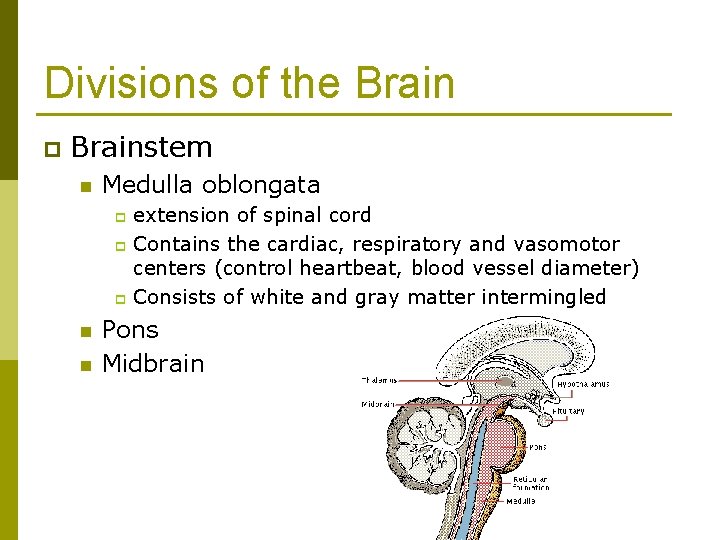 Divisions of the Brain p Brainstem n Medulla oblongata extension of spinal cord p