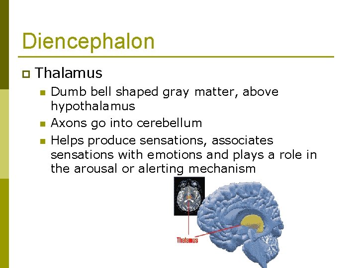 Diencephalon p Thalamus n n n Dumb bell shaped gray matter, above hypothalamus Axons