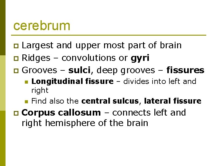 cerebrum Largest and upper most part of brain p Ridges – convolutions or gyri