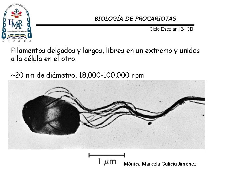 BIOLOGÍA DE PROCARIOTAS Ciclo Escolar 12 -13 B Filamentos delgados y largos, libres en
