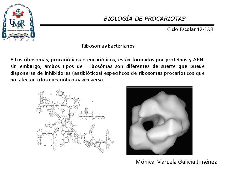 BIOLOGÍA DE PROCARIOTAS Ciclo Escolar 12 -13 B Ribosomas bacterianos. • Los ribosomas, procarióticos