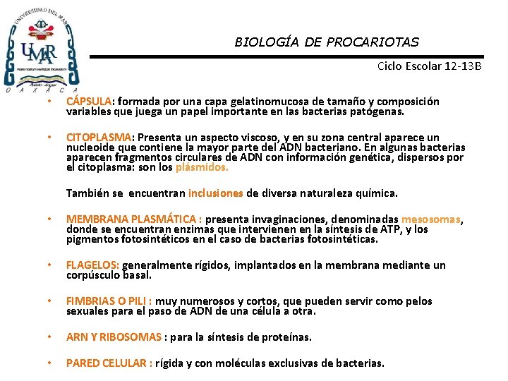 BIOLOGÍA DE PROCARIOTAS Ciclo Escolar 12 -13 B • CÁPSULA: formada por una capa