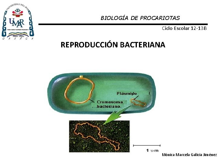 BIOLOGÍA DE PROCARIOTAS Ciclo Escolar 12 -13 B REPRODUCCIÓN BACTERIANA Mónica Marcela Galicia Jiménez