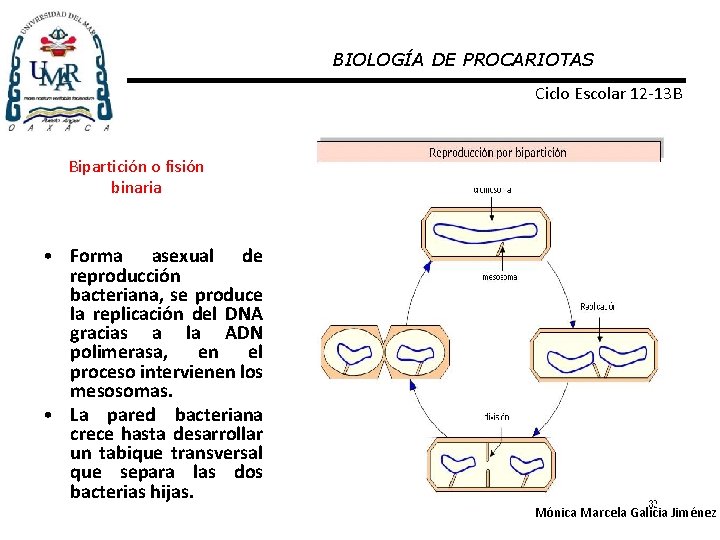 BIOLOGÍA DE PROCARIOTAS Ciclo Escolar 12 -13 B Bipartición o fisión binaria • Forma