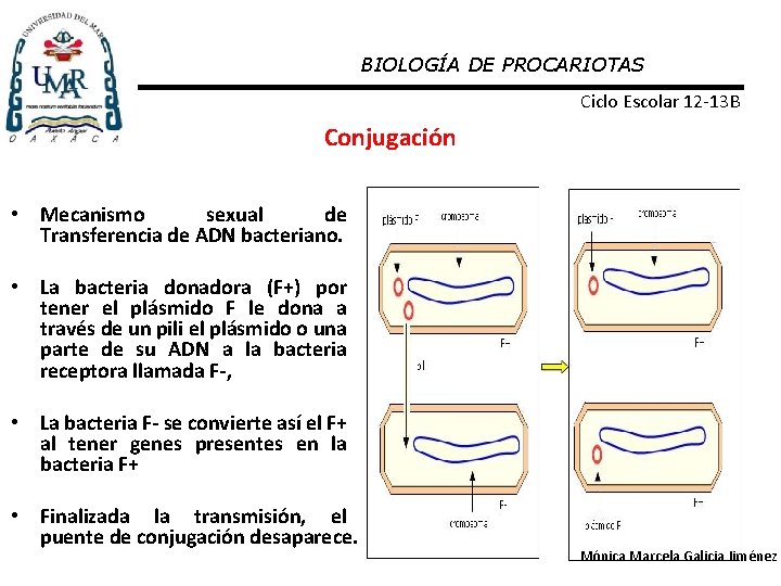 BIOLOGÍA DE PROCARIOTAS Ciclo Escolar 12 -13 B Conjugación • Mecanismo sexual de Transferencia