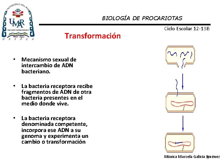 BIOLOGÍA DE PROCARIOTAS Transformación Ciclo Escolar 12 -13 B • Mecanismo sexual de intercambio