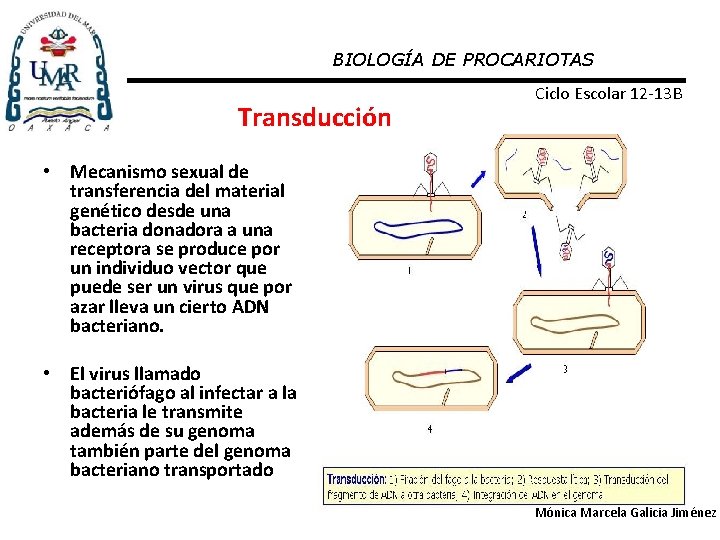 BIOLOGÍA DE PROCARIOTAS Transducción Ciclo Escolar 12 -13 B • Mecanismo sexual de transferencia