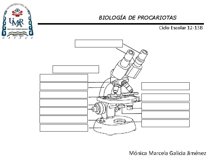 BIOLOGÍA DE PROCARIOTAS Ciclo Escolar 12 -13 B Mónica Marcela Galicia Jiménez 