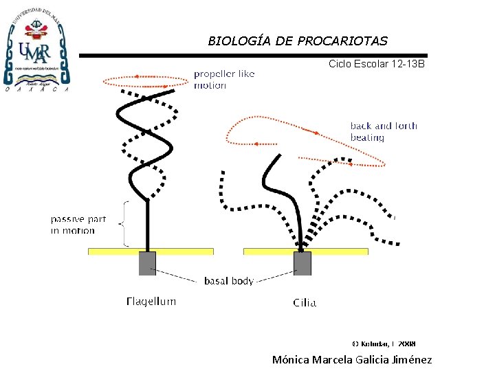 BIOLOGÍA DE PROCARIOTAS Ciclo Escolar 12 -13 B Mónica Marcela Galicia Jiménez 