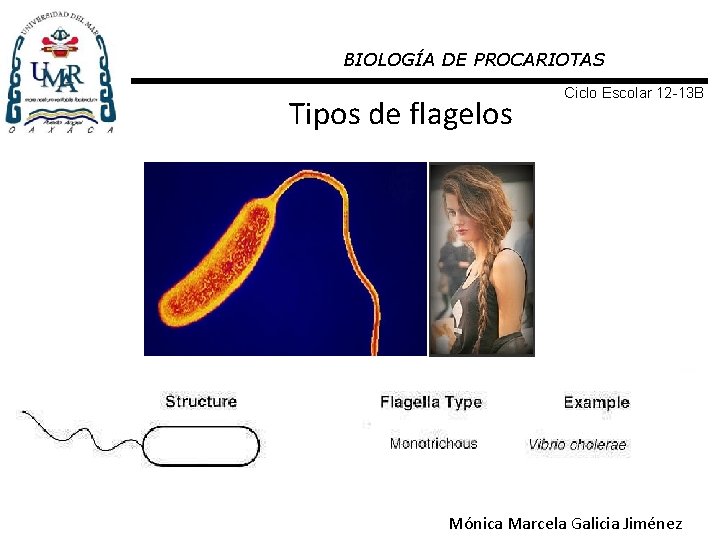 BIOLOGÍA DE PROCARIOTAS Tipos de flagelos Ciclo Escolar 12 -13 B Mónica Marcela Galicia