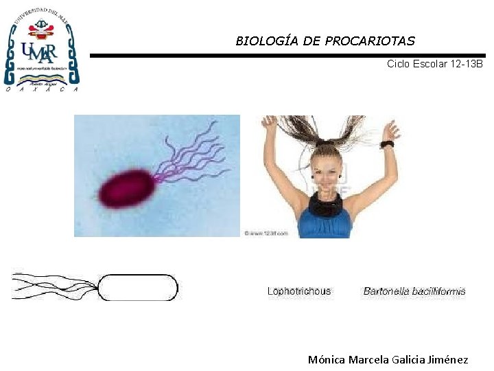 BIOLOGÍA DE PROCARIOTAS Ciclo Escolar 12 -13 B Mónica Marcela Galicia Jiménez 