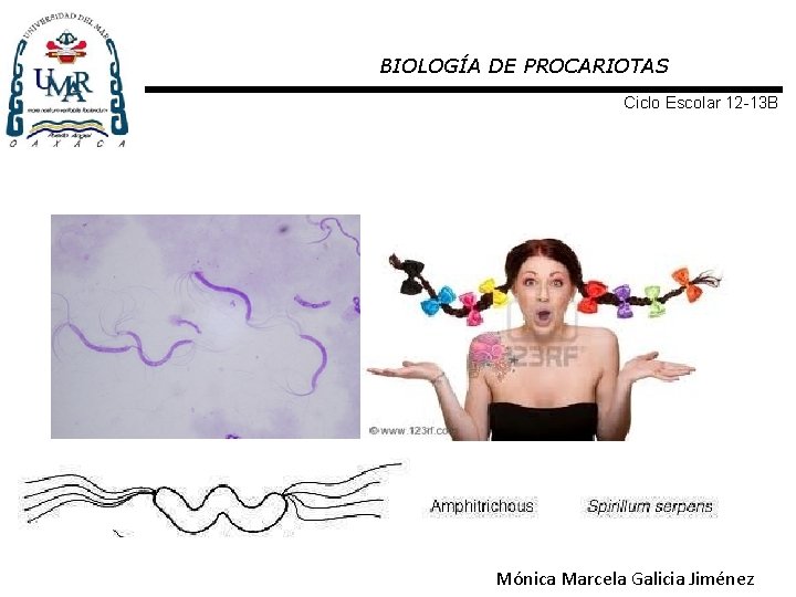 BIOLOGÍA DE PROCARIOTAS Ciclo Escolar 12 -13 B Mónica Marcela Galicia Jiménez 