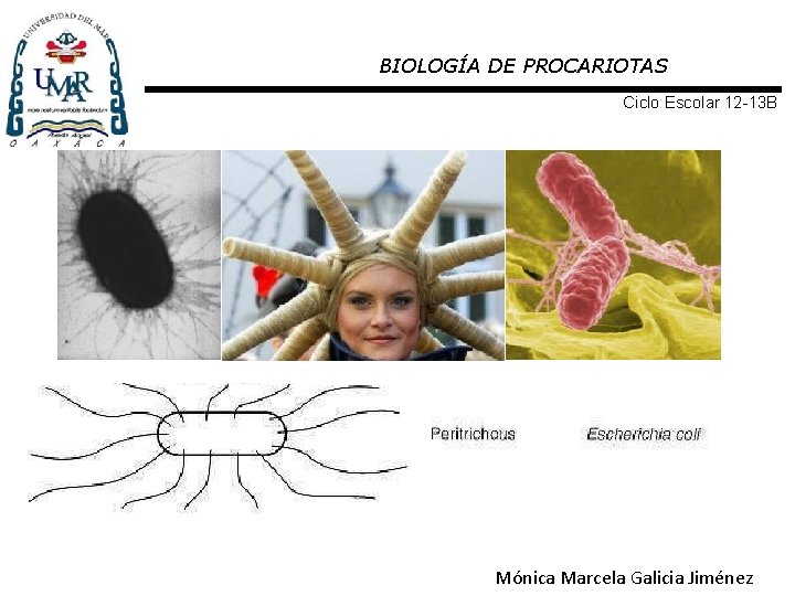 BIOLOGÍA DE PROCARIOTAS Ciclo Escolar 12 -13 B Mónica Marcela Galicia Jiménez 