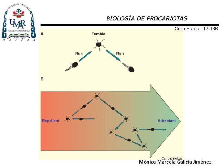 BIOLOGÍA DE PROCARIOTAS Ciclo Escolar 12 -13 B Mónica Marcela Galicia Jiménez 