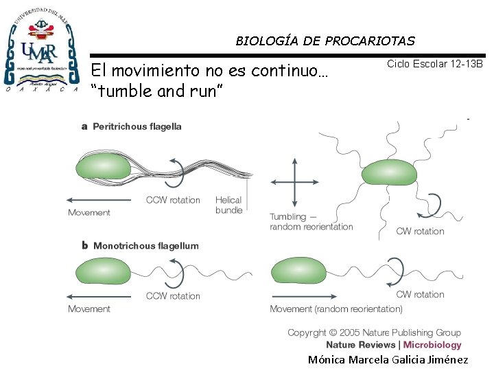 BIOLOGÍA DE PROCARIOTAS El movimiento no es continuo… “tumble and run” Ciclo Escolar 12