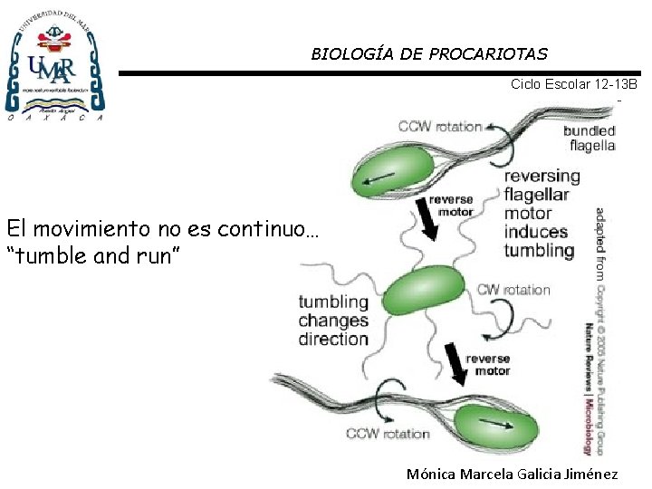 BIOLOGÍA DE PROCARIOTAS Ciclo Escolar 12 -13 B El movimiento no es continuo… “tumble