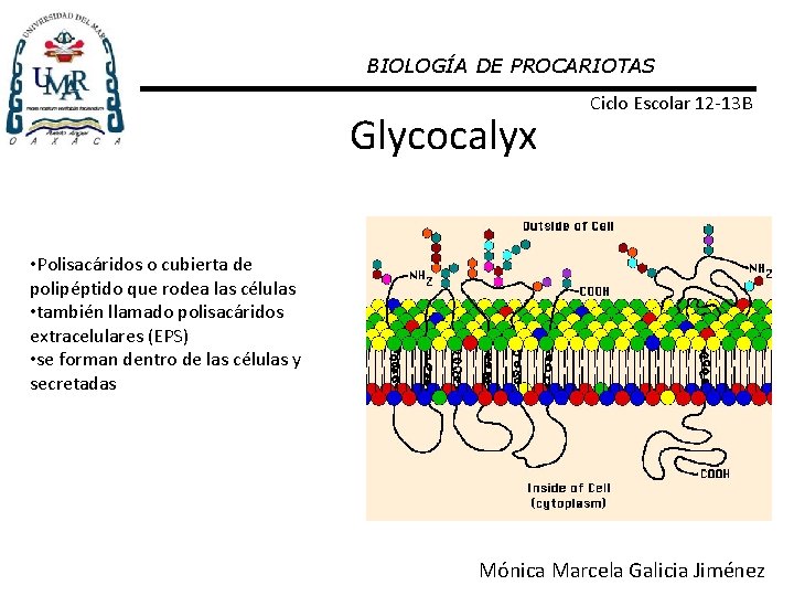 BIOLOGÍA DE PROCARIOTAS Glycocalyx Ciclo Escolar 12 -13 B • Polisacáridos o cubierta de