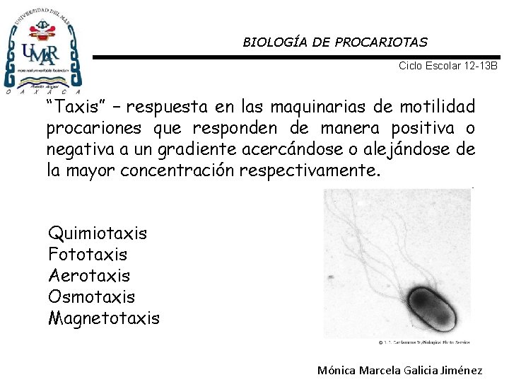 BIOLOGÍA DE PROCARIOTAS Ciclo Escolar 12 -13 B “Taxis” – respuesta en las maquinarias