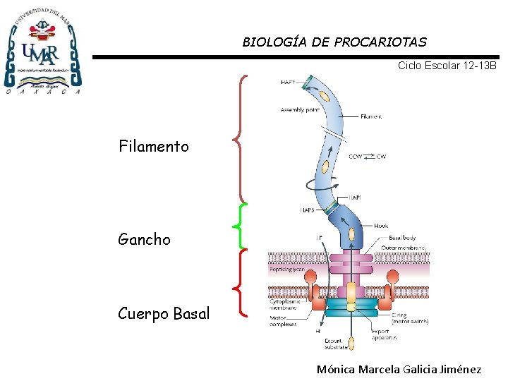 BIOLOGÍA DE PROCARIOTAS Ciclo Escolar 12 -13 B Filamento Gancho Cuerpo Basal Mónica Marcela