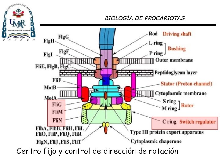 BIOLOGÍA DE PROCARIOTAS Centro fijo y control de dirección de rotación 